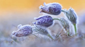 Flowers in frost